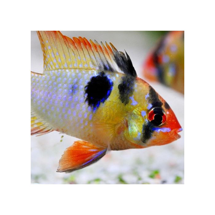 Papiliochromis Ramirezi Red-Gold Antennebaars