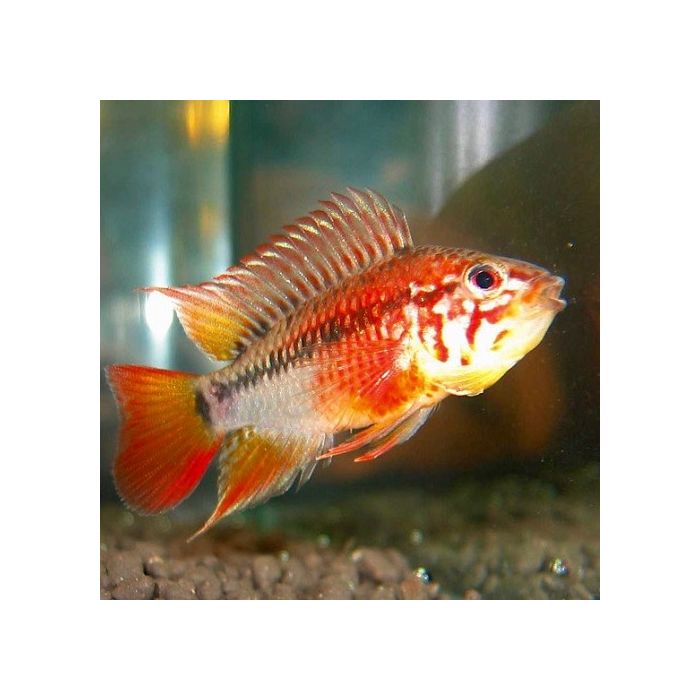 Apistogramma Sp. Viejita II Super Red