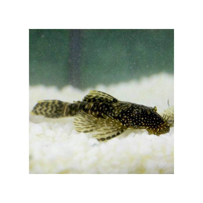 Ancistrus Temminckii Dwergplectomus