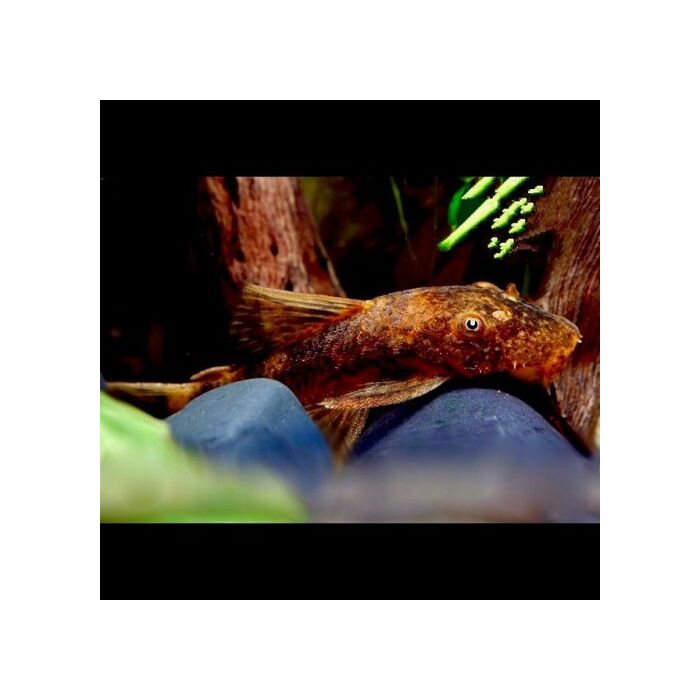 Ancistrus sp. LDA 16