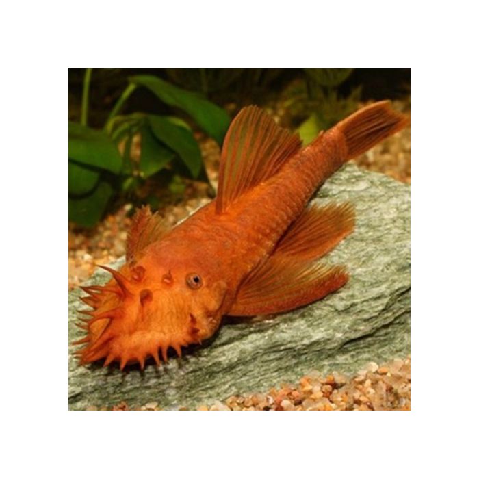 Ancistrus Dolichopterus Red