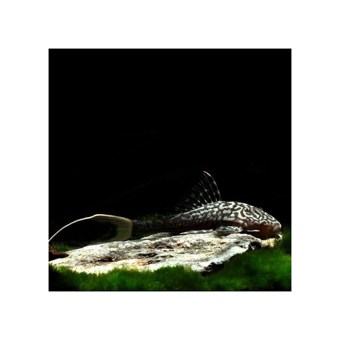 Panaque bathyphilus L090C