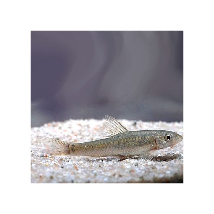 Crossocheilus Latius