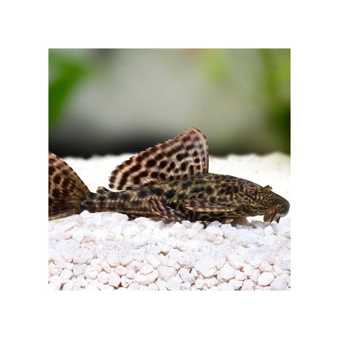 Hypostomus Plecostomus Goldstripe