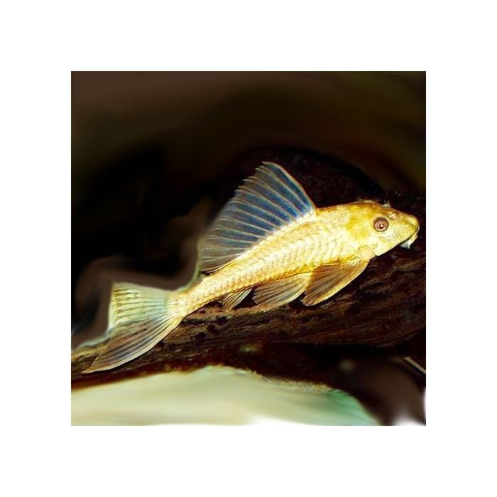 Hypostomus Plecostomus Gold