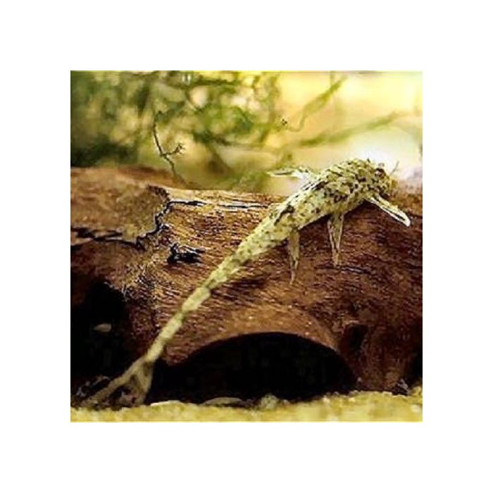 Rineloricaria Fallax / Loricaria Parva