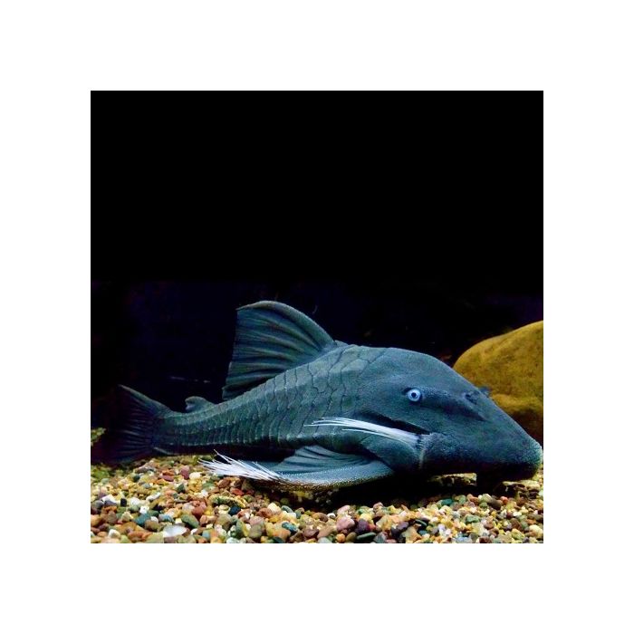 Panaque Suttoni Panaque Suttonorum 25 cm