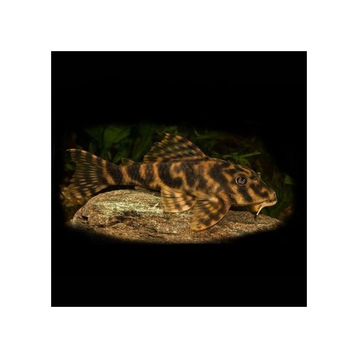 Peckoltia Vittata L103