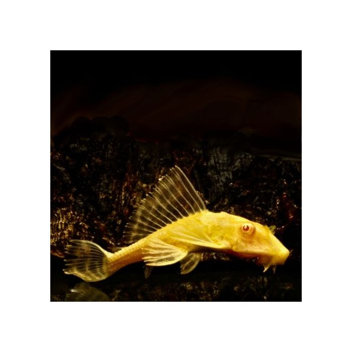 Glyptoperichthys Gibbiceps Albino