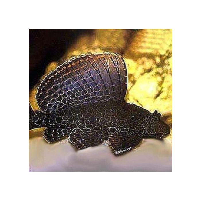 Glyptoperichthys gibbiceps / Hoogvinplecostomus