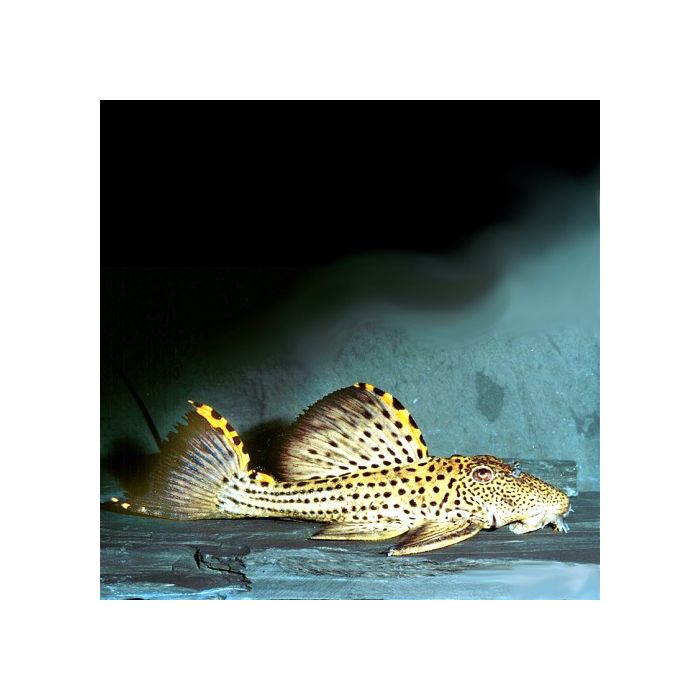 Leporacanthicus Triactis L091