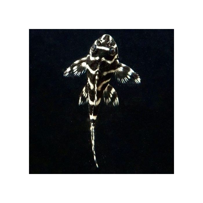 Hypancistrus Sp. L333