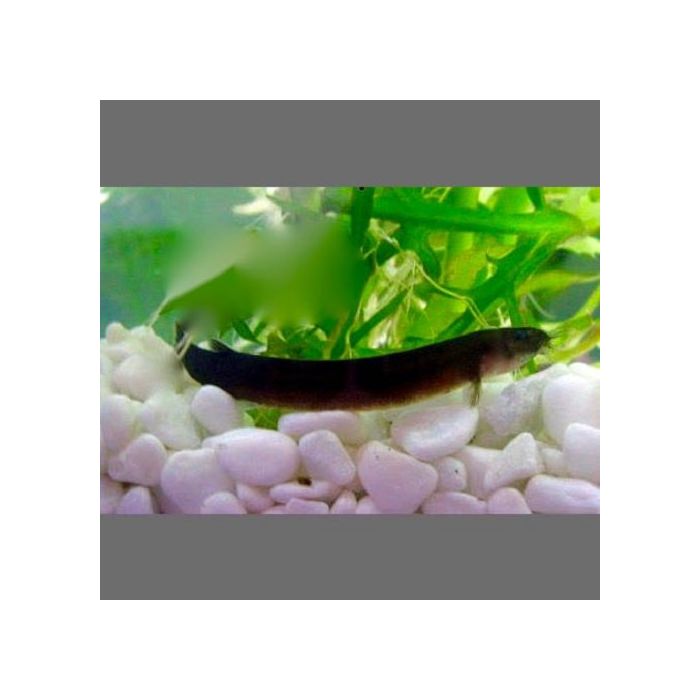 Acanth kuhlii Black- Zwarte modderkruiper