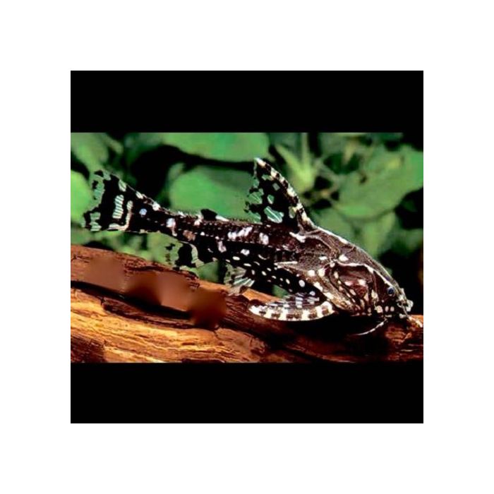 Agamyxis Pectinifrons