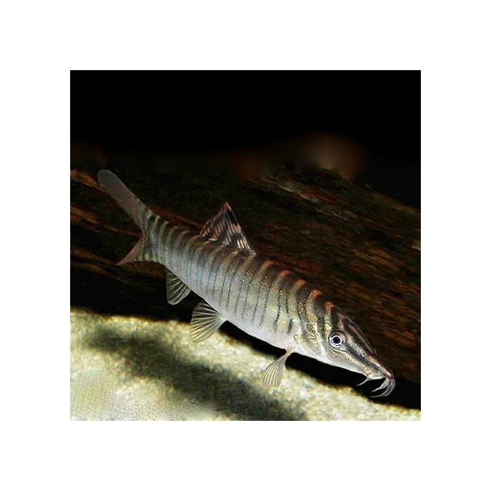 Syncrossus helodus / Tijgerbotia