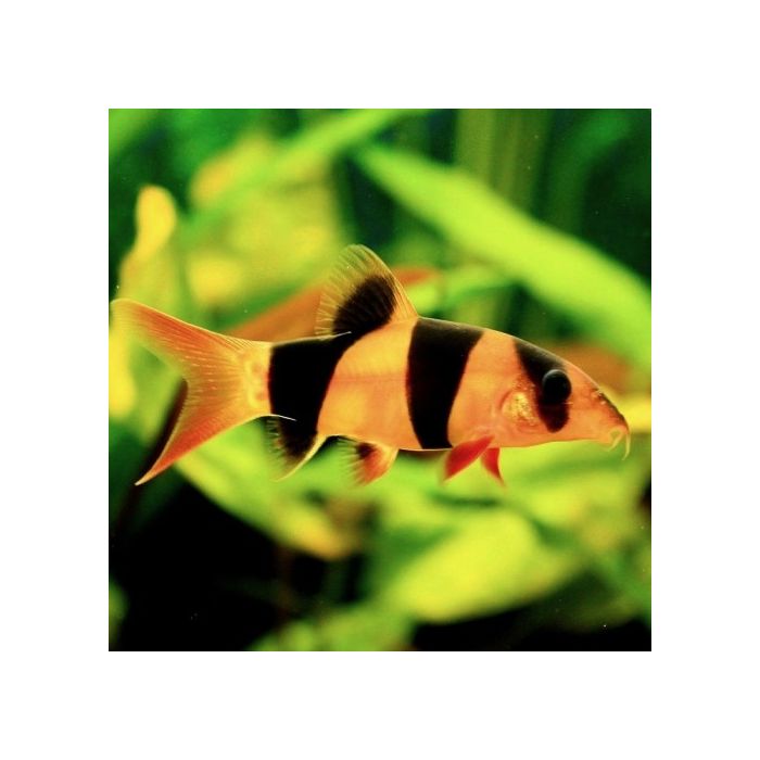 Chromobotia Macracanthus Clownbotia