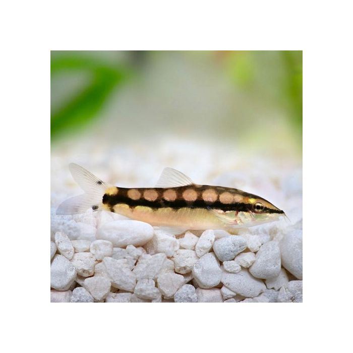 Botia Sidthimunki Dwergbotia Thailand