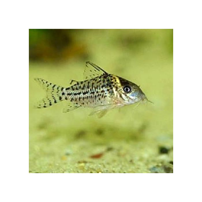 Corydoras Agassizii