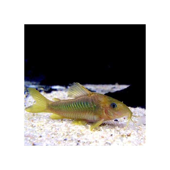 Corydoras Melanotaenia / Goldener Panzerwels