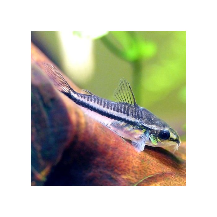 Corydoras Pygmaeus