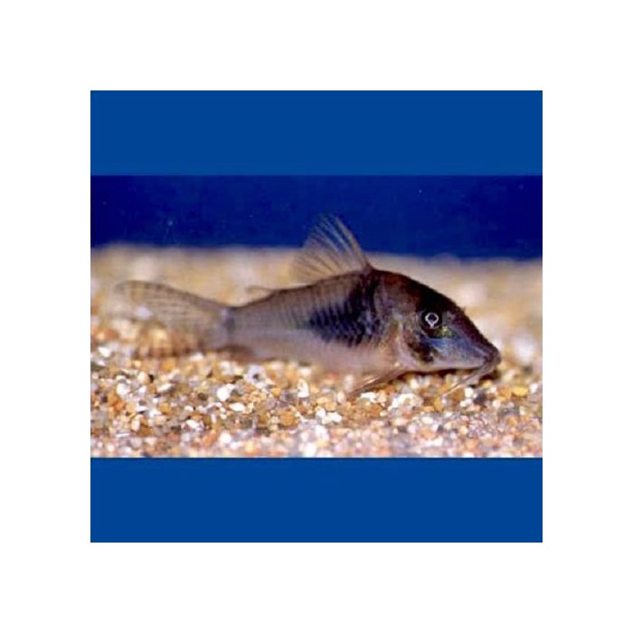 Corydoras Septentrionalis / Pantsermeerval Septentrionalis