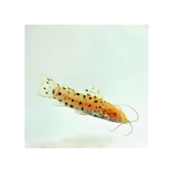 Hoplosternum Thoracatum albino M