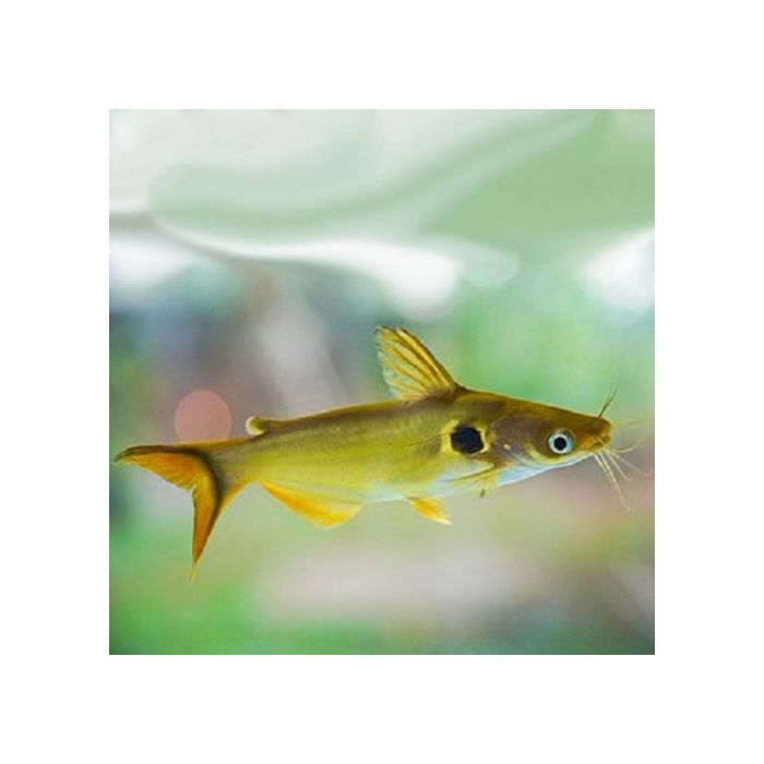 Horabagrus Brachysoma / Zonnemeerval