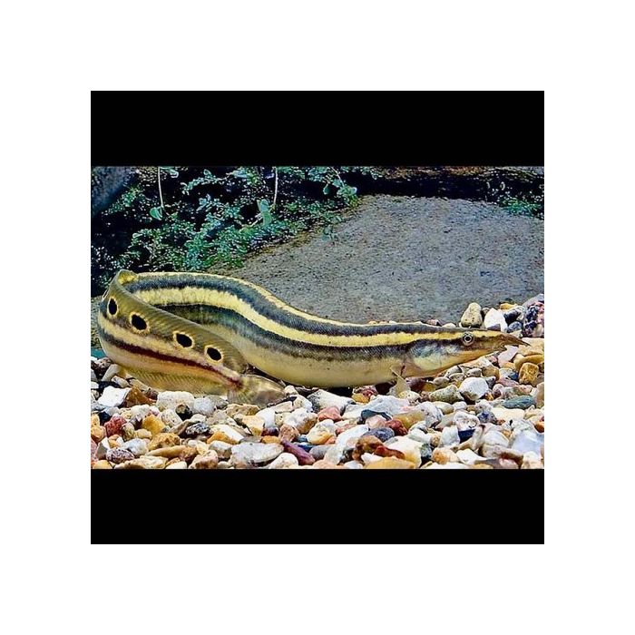 Macrognathus Siamensis / Oogvlek Stekelaal