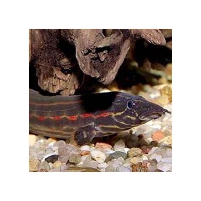 Mastacembelus Erythrotaenia