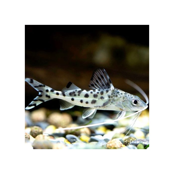 Pimelodus Pictus Gevlekte Pimelodus