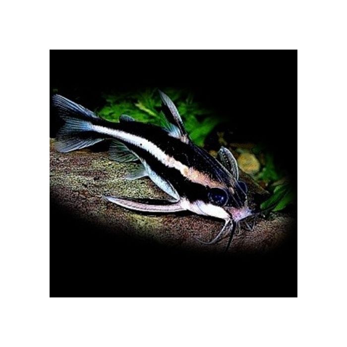 Platydoras Costatus / Gestreepte Doornmeerval