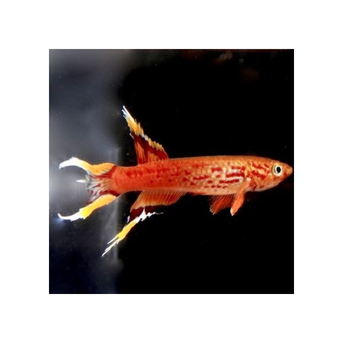 Aphyosemion Australe Gold / Kaap Lopez Goud