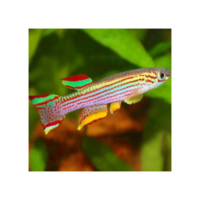 Aphyosemion Striatum Tandkarper