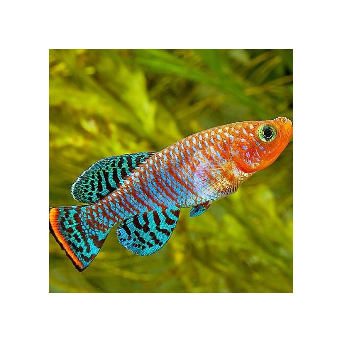 Nothobranchius Rachovii Beira / Tandkarper