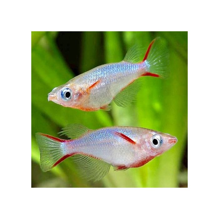 Oryzias Woworae / Rijstvisje