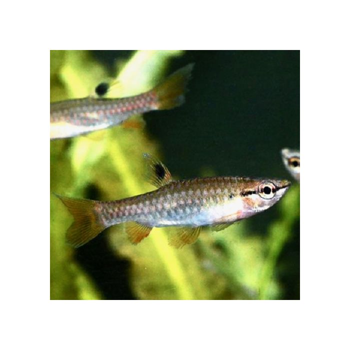 Pyrrhulina Brevis / Spatzalm