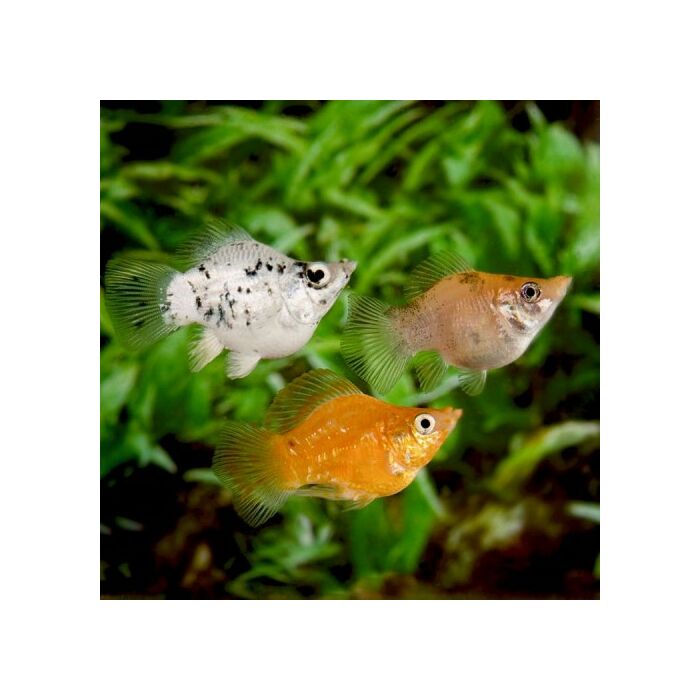 Poecilia Velifera / Hoogvinkarper Balloon Mixed