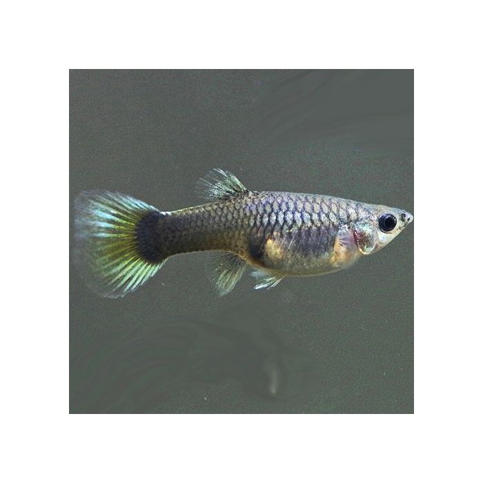 Poecilia Reticulatus Guppy Mix Female