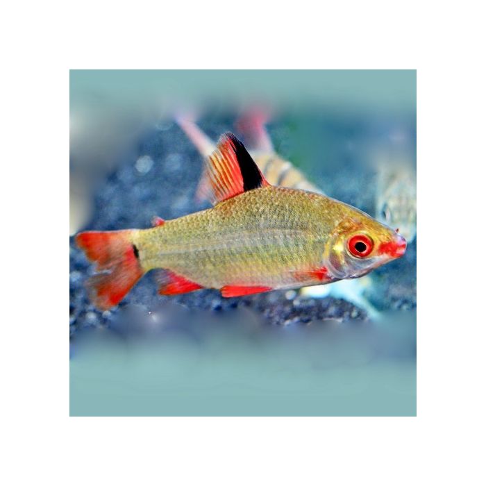 Distichodus Affinis Sp. Lefini