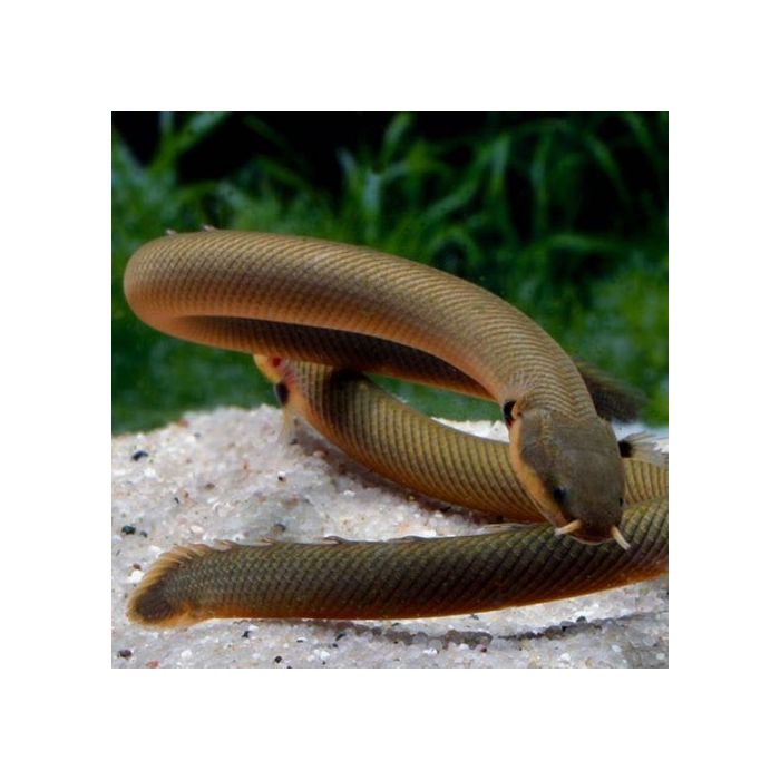 Calamoichthys Calabaricus