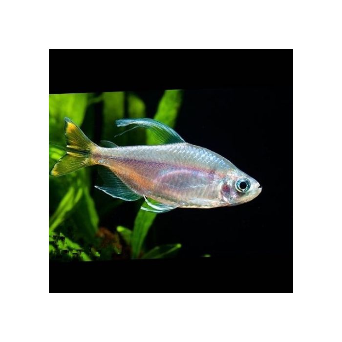 Hemigrammopetersius caudalis / Gele Kongozalm