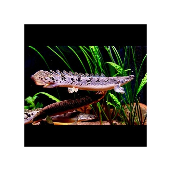 Polypterus Delhezi / Kwastvinaal