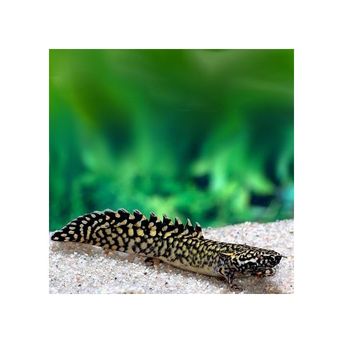 Polypterus Ornatipinnis / Kwastvinsnoek