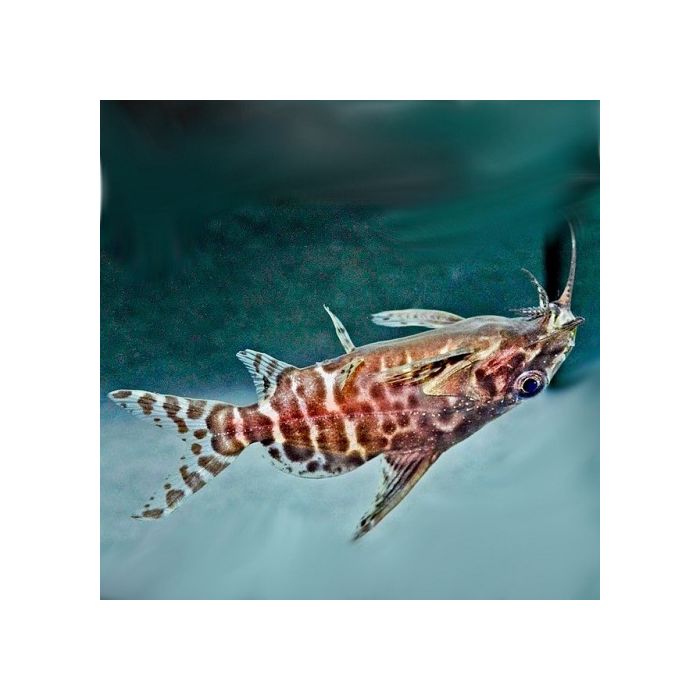 Synodontis Nigriventris / Rugzwemmer