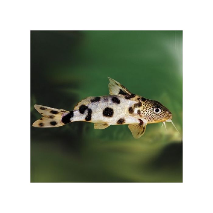 Synodontis Valentiana