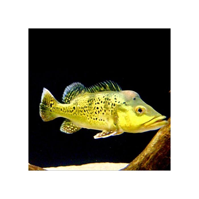 Cichla Kelberi<br>Herkomst: Rio Araguaia Brazilië