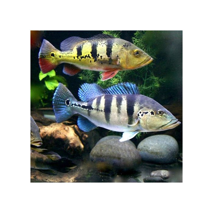 Cichla Piquiti Blue Azul