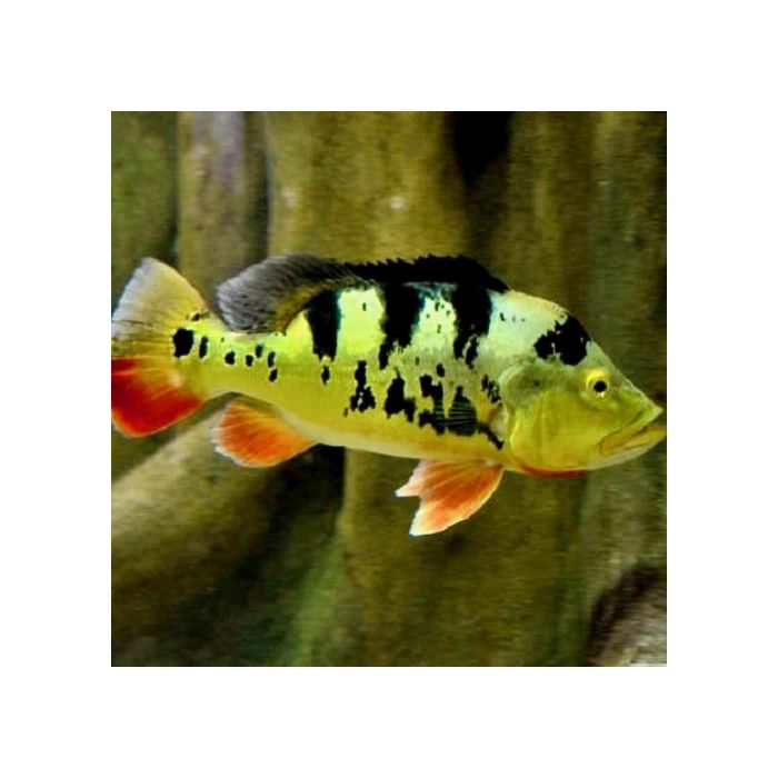 Cichla Monoculus