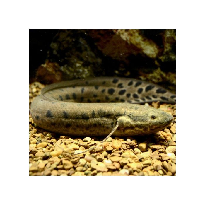 Protopterus Dolloi / Longvis