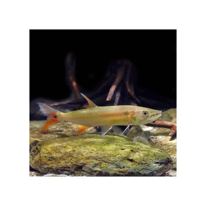 Acestrorhynchus Falcirostris / (Zoetwater Barracuda)